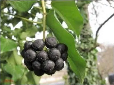 Bavardage enfantin, joyeux :