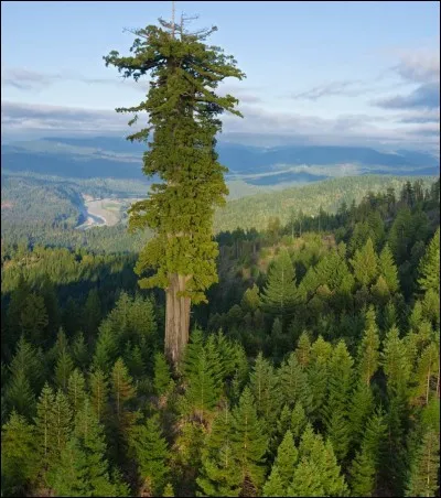 Quelle est la hauteur du plus grand arbre du monde ?