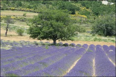 800 : la lavendula augustifolia, appelée lavande vraie, est protégée par une AOP. Afin d'en profiter ...