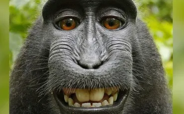 Quiz Animaux