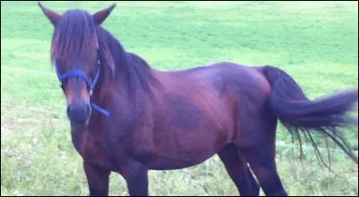 Le flanc du poney correspond ...