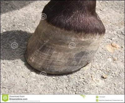 La personne qui s'occupe des pieds des chevaux est ...