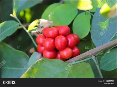 Le mot "bai" correspond à ...