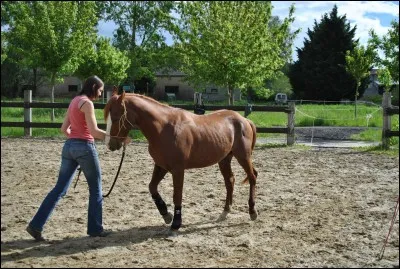 Comment fait-on reculer un poney ?