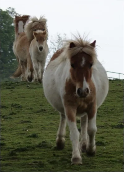 La distance préconisée entre 2 poney est ...