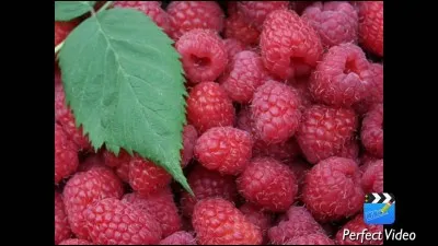 Quels sont ces fruits ?