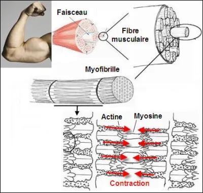 La protéine formant principalement les filaments fins est ... .