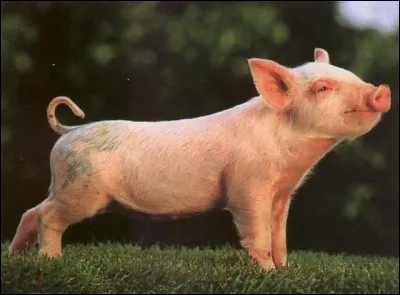 Quel prénom Carl donne-t-il au cochon dans le saison 4 ?