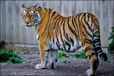 Quelle est la vitesse approximative du tigre ?