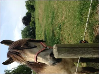 Ce cheval a quelle couleur de robe ?