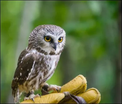 Quel joueur est surnommé "le petit hibou" ?
