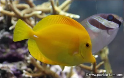 Ton animal de compagnie serait...