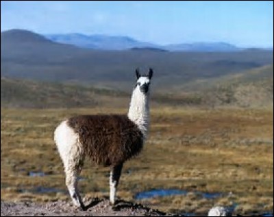 D'où est originaire le lama ?