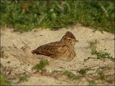 Cet oiseau est une alouette.