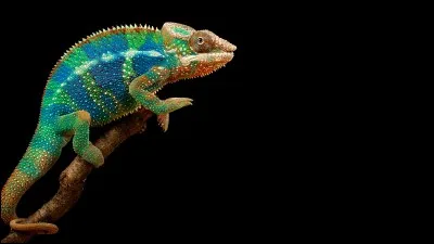 Le caméléon change-t-il de couleur ?