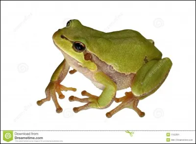 Comment s'appelle le petit de la grenouille ?