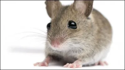 Comment s'appelle le petit de la souris ?