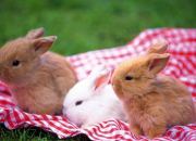 Quiz Les races de lapins