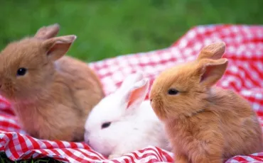 Quiz Lapins