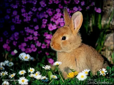 À quelle race appartiennent les lapins nains ?