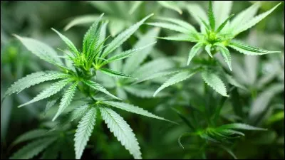 Y a-t-il une journée internationale contre l'abus et le trafic illicite de drogues ?