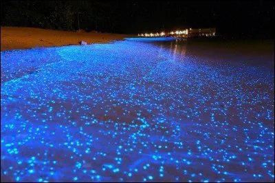 Où peut-on apercevoir des planctons fluorescents ?