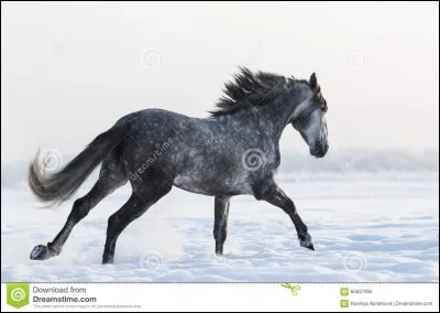 De quelle robe est ce cheval ?