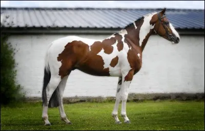 De quelle robe est ce cheval ?