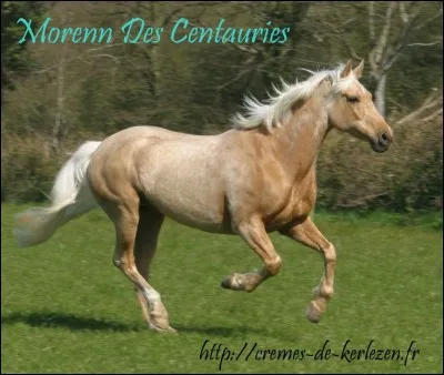 De quelle robe est ce cheval ?