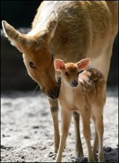 Protèges-tu la nature ?