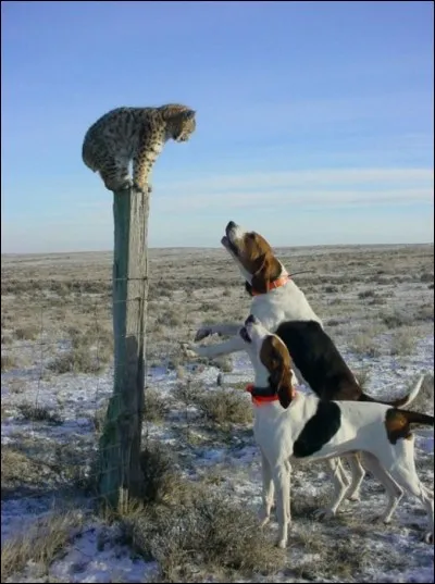 Expression utilisée dans la vénerie !