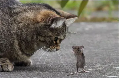 Célèbres personnages de dessins animés !