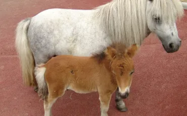Quiz Poneys