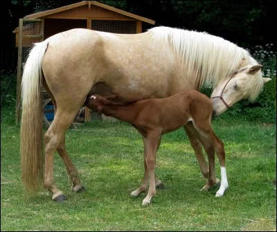 Comment appelle-t-on un poulain femelle ?