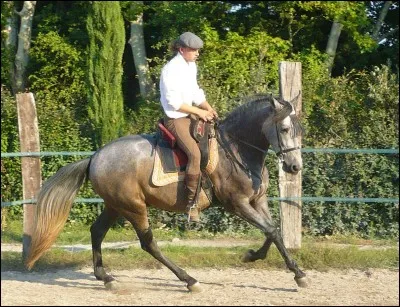 Comment s'appelle l'endroit où un cheval ou un poney peut travailler ?