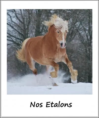 Quelle est la couleur d'un poney haflinger ?