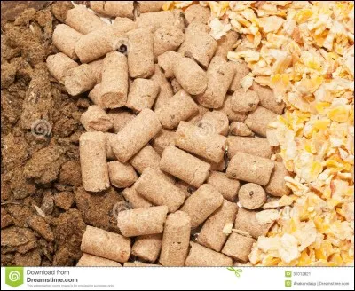 Quelle friandise est dangeureuse pour les chevaux ou les poneys ?