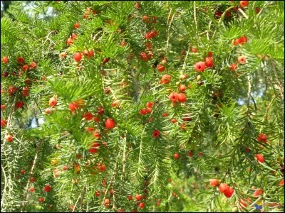 Parmi ces trois plantes, laquelle est un poison violent pour le cheval et le poney ?