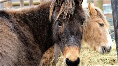 Comment s'appelle la science des chevaux et des poneys ?