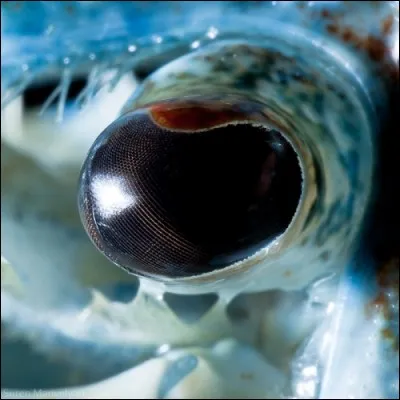 Elle est très bonne à la nage.