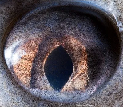 Allez je vous sers un caviar pour la fin.