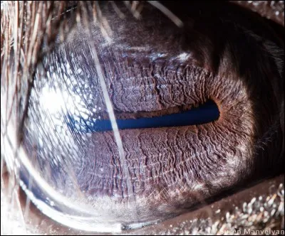 En fait, c'est un 'chameau'. (Attention, piège ! )