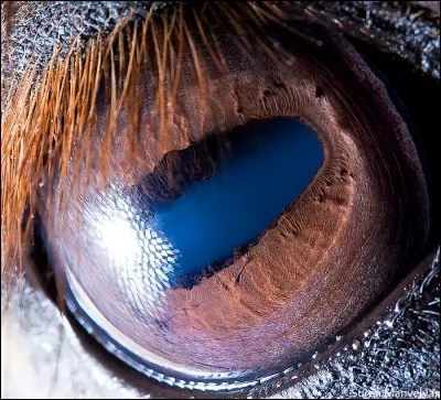 Il est très pointilleux lorsqu'on est dessus et qu'il enjambe les principes.