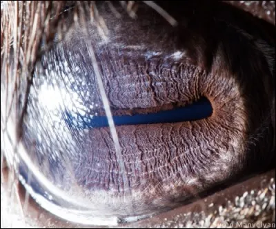 Certains aiment regarder les filles, elle, c'est plutôt les trains.
