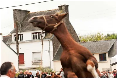 Si ton cheval a peur de quelque chose, que fais-tu ?