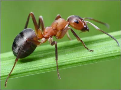 How do you say "fourmi" ?