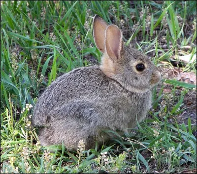 How do you say "lapin" in english ?