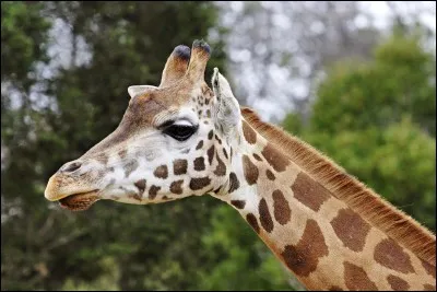 Comment dire "une girafe" ?