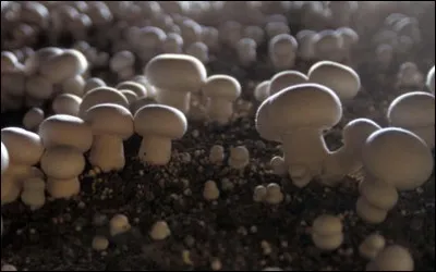 Botanique - Quel est le nom latin du célèbre champignon de Paris ?