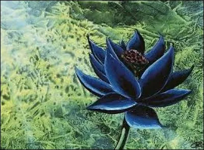 Si je vous montre cette image, vous pensez immédiatement à la carte...